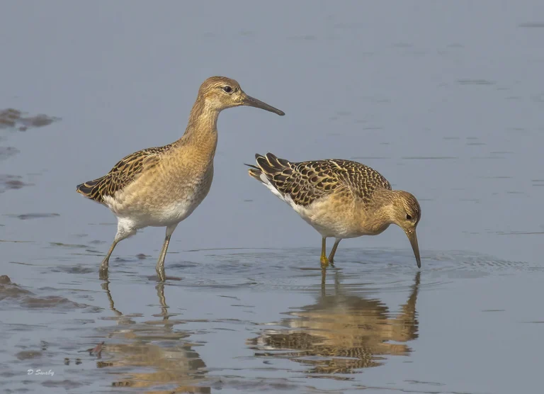 Bird Gallery 2022