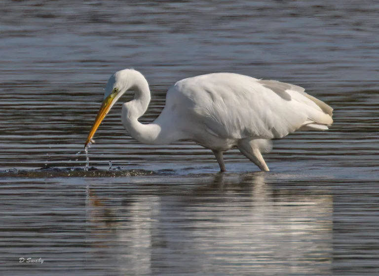 Bird Gallery 2021