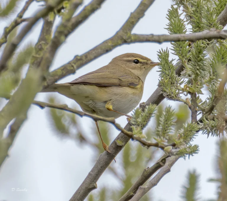 Bird Gallery 2022