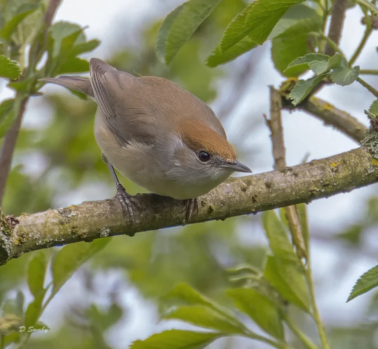 Bird Gallery 2022