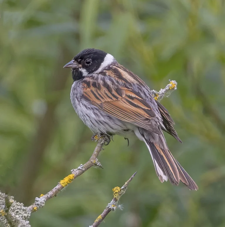 Bird Gallery 2022