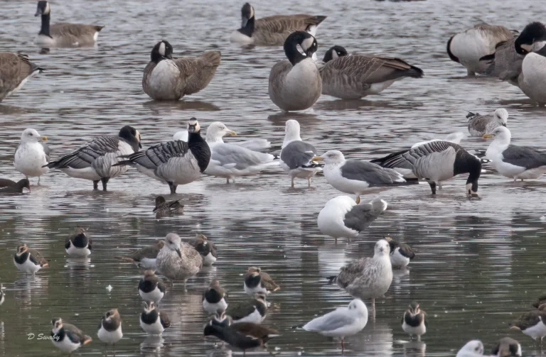 Bird Gallery 2021