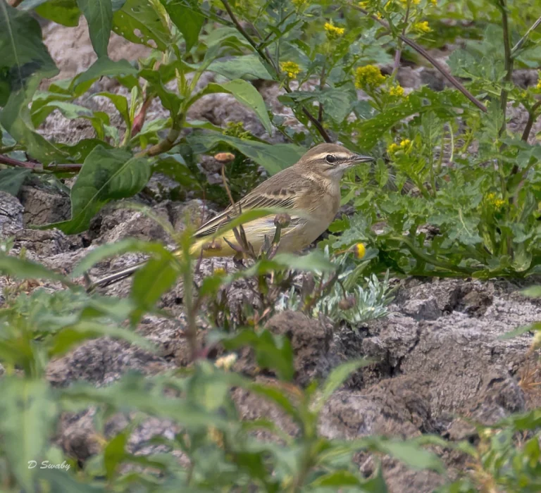 Bird Gallery 2022