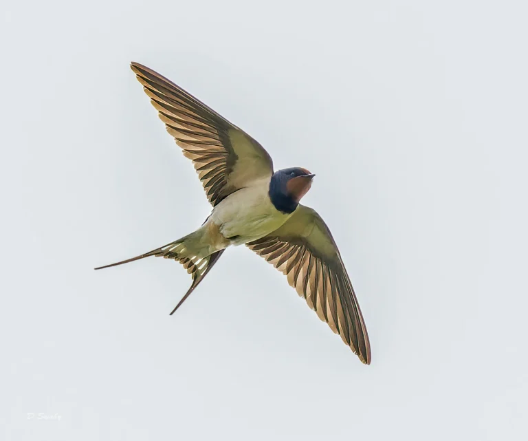 Bird Gallery 2022