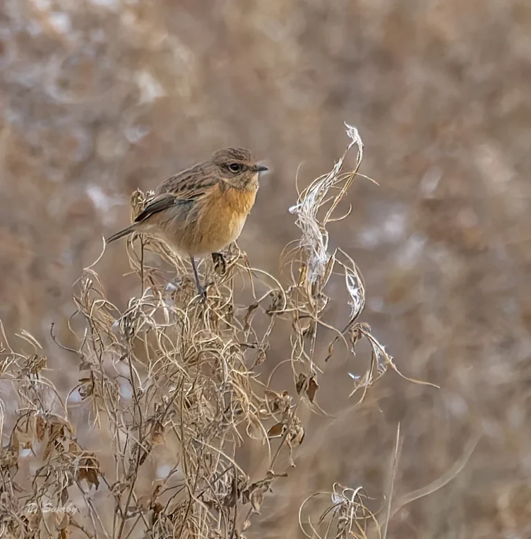 Bird Gallery 2021