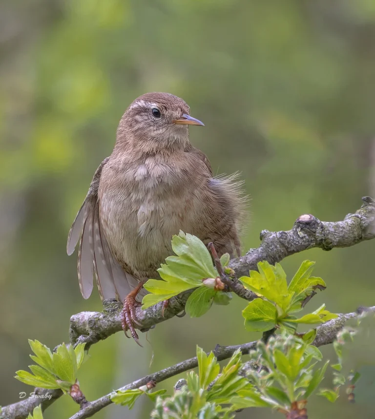Bird Gallery 2022
