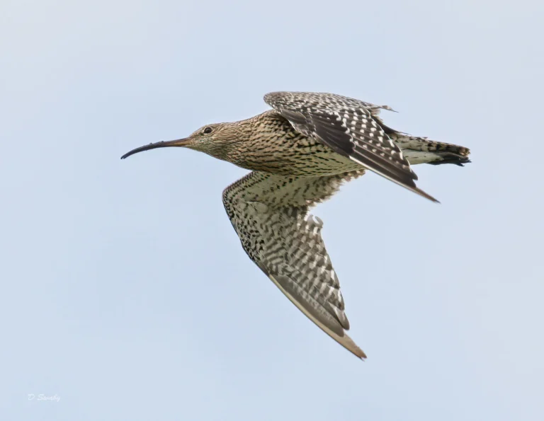 Bird Gallery 2021
