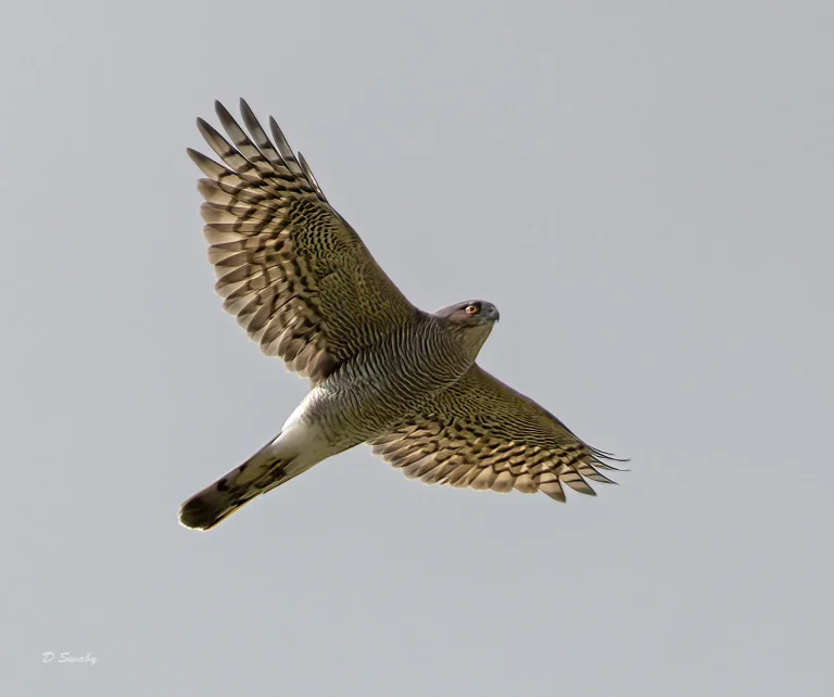 Bird Gallery 2021