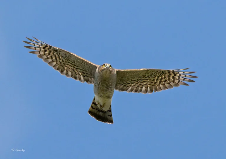Bird Gallery 2021