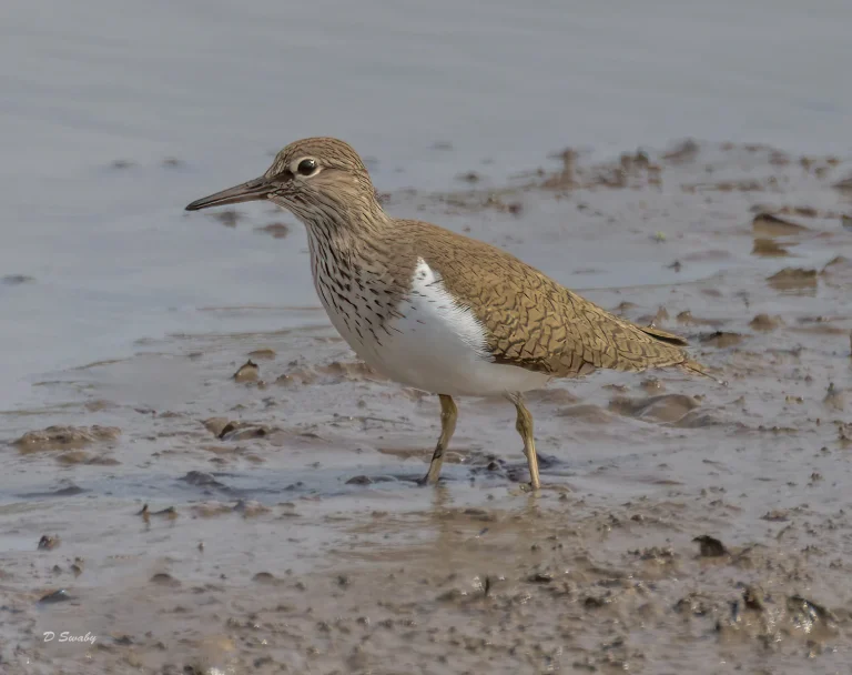 Bird Gallery 2022