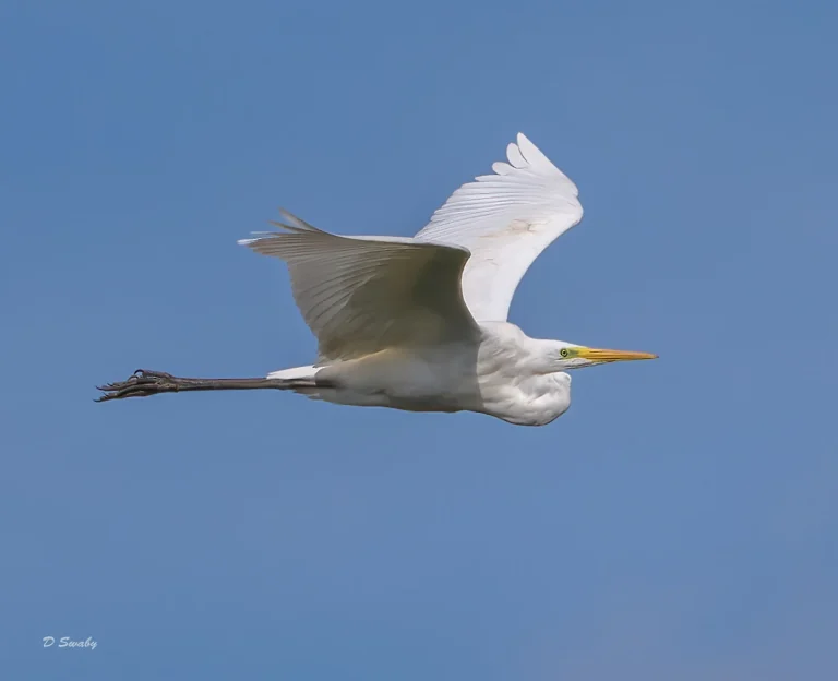Bird Gallery 2022