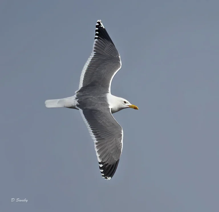 Bird Gallery 2022