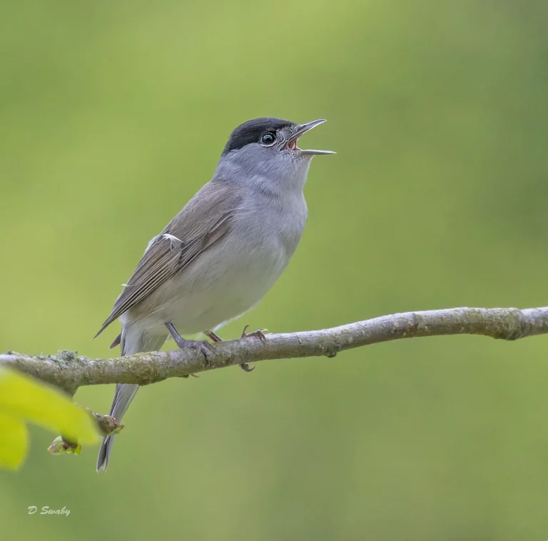 Bird Gallery 2022