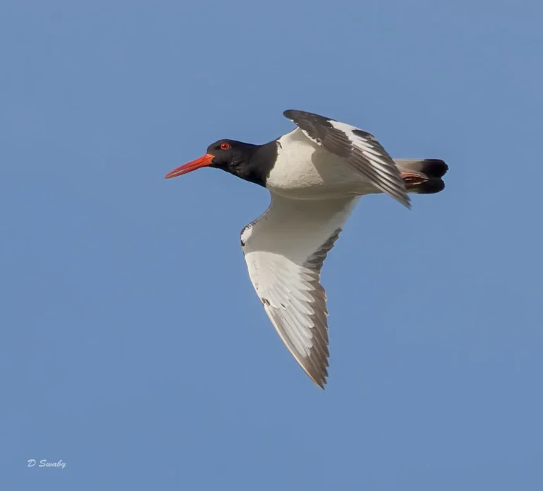 Bird Gallery 2022