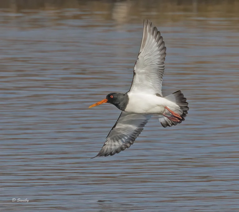 Bird Gallery 2022