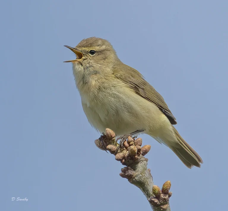 Bird Gallery 2022