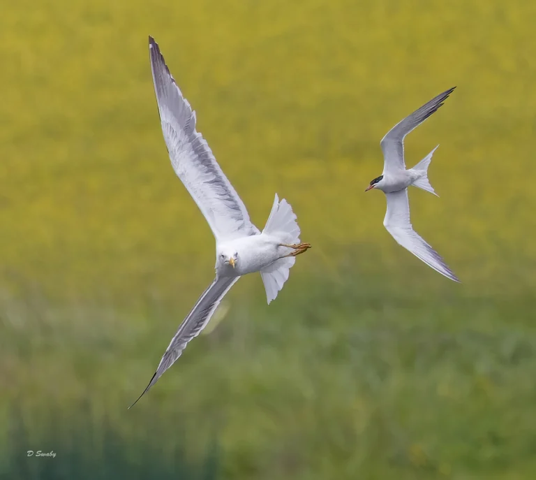 Bird Gallery 2022