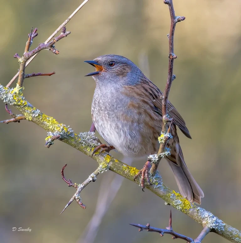 Bird Gallery 2022