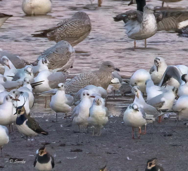 Bird Gallery 2022