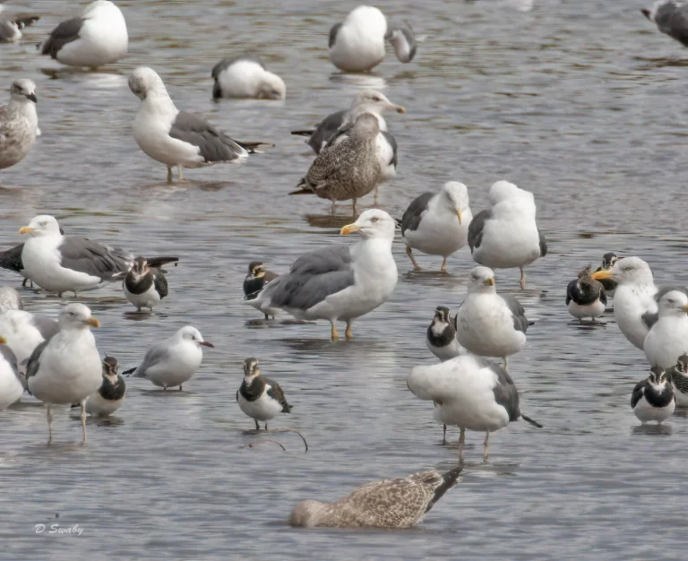 Bird Gallery 2021