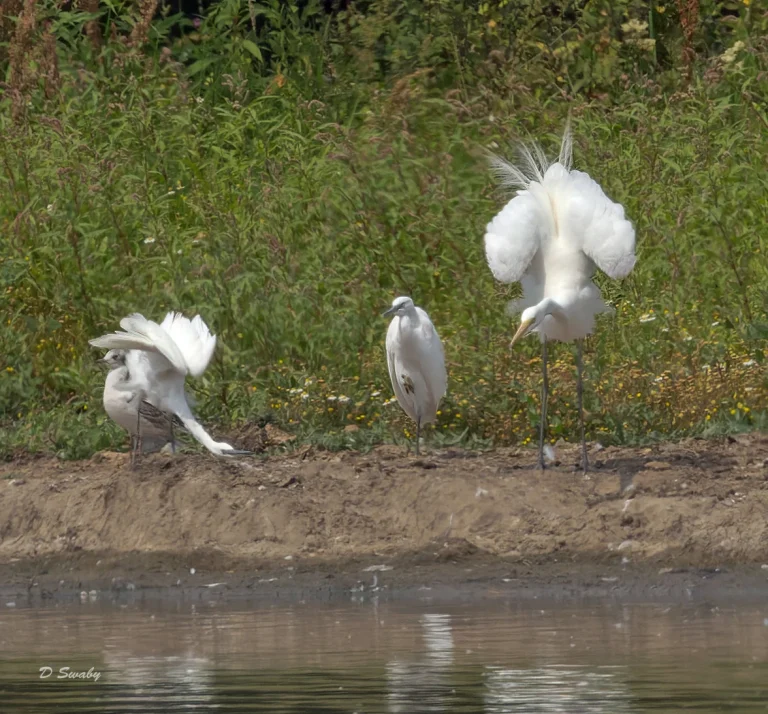 Bird Gallery 2022