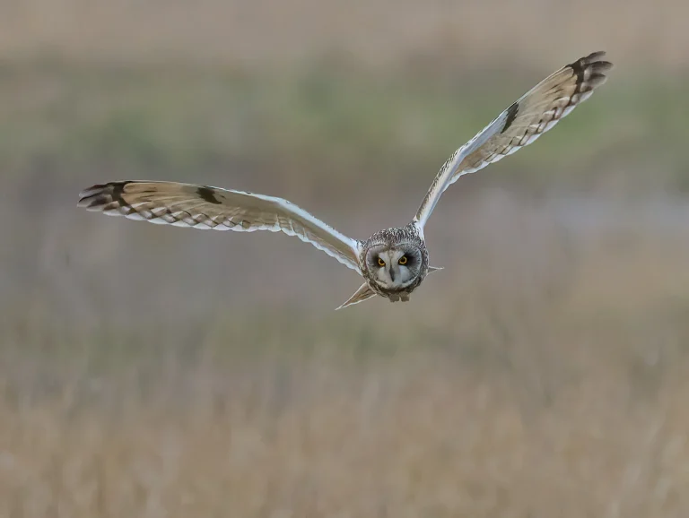 Bird Gallery 2022