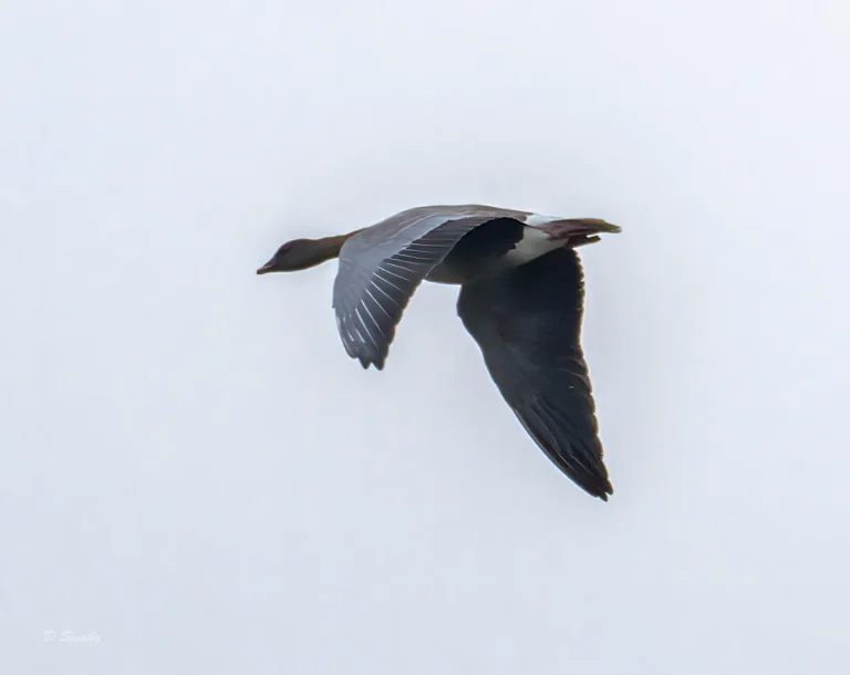Bird Gallery 2021