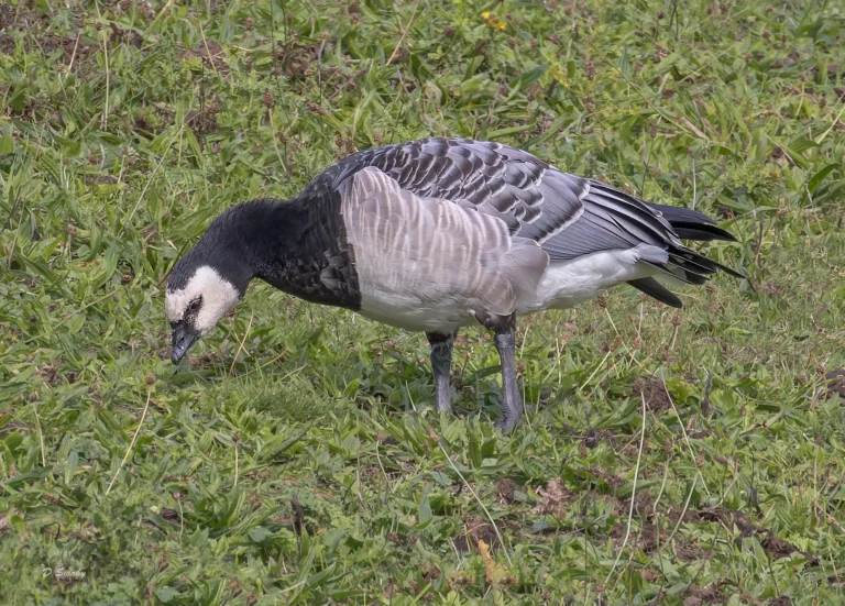 Bird Gallery 2022