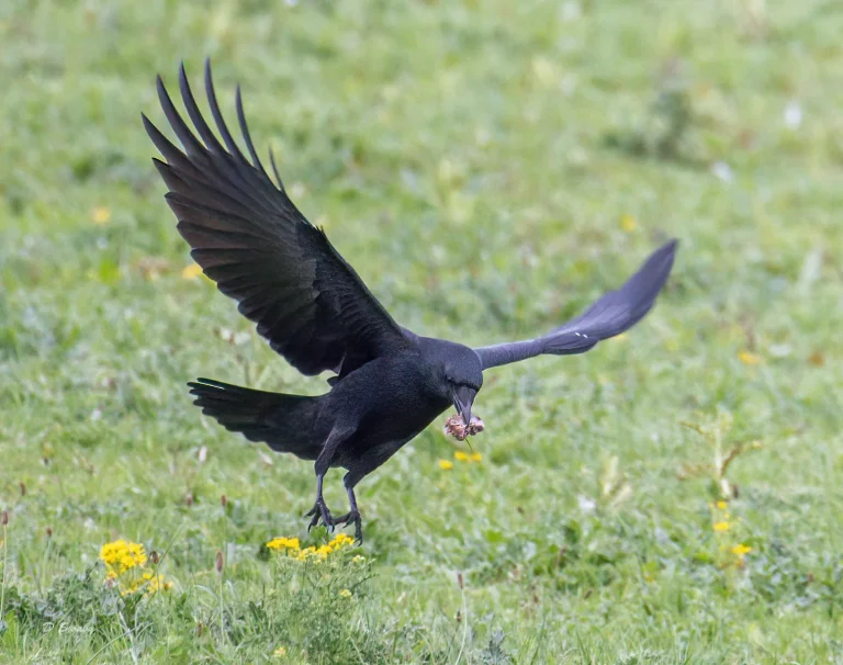 Bird Gallery 2021