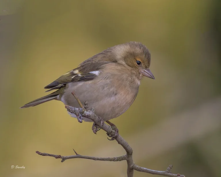 Bird Gallery 2022