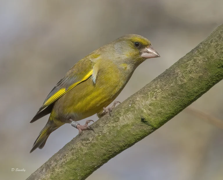 Bird Gallery 2022