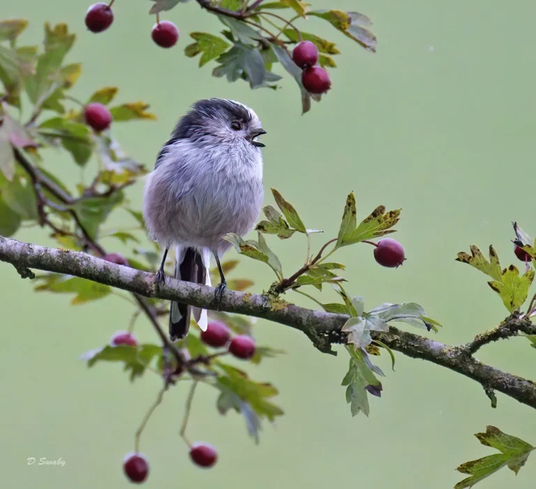 Bird Gallery 2021