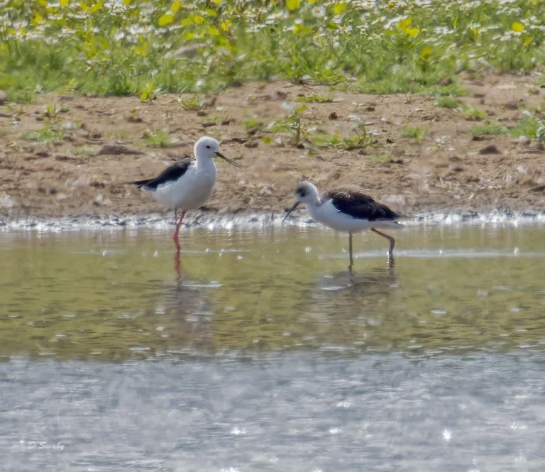 Bird Gallery 2022