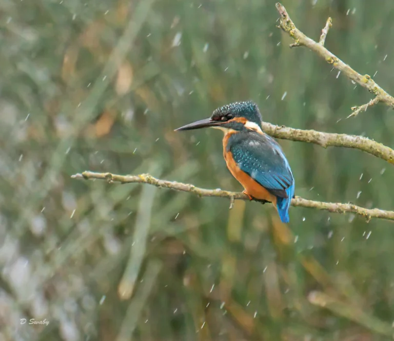Bird Gallery 2021