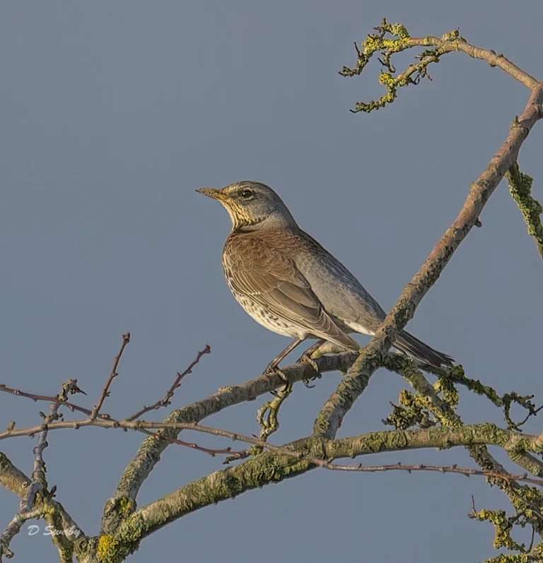 Bird Gallery 2022