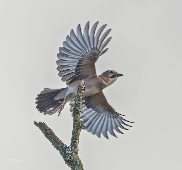 Bird Gallery 2021