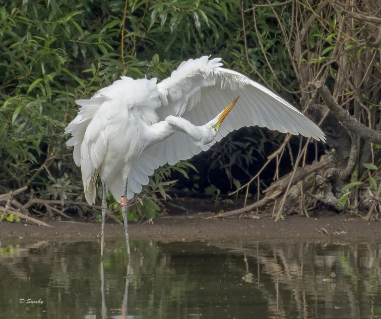 Bird Gallery 2022