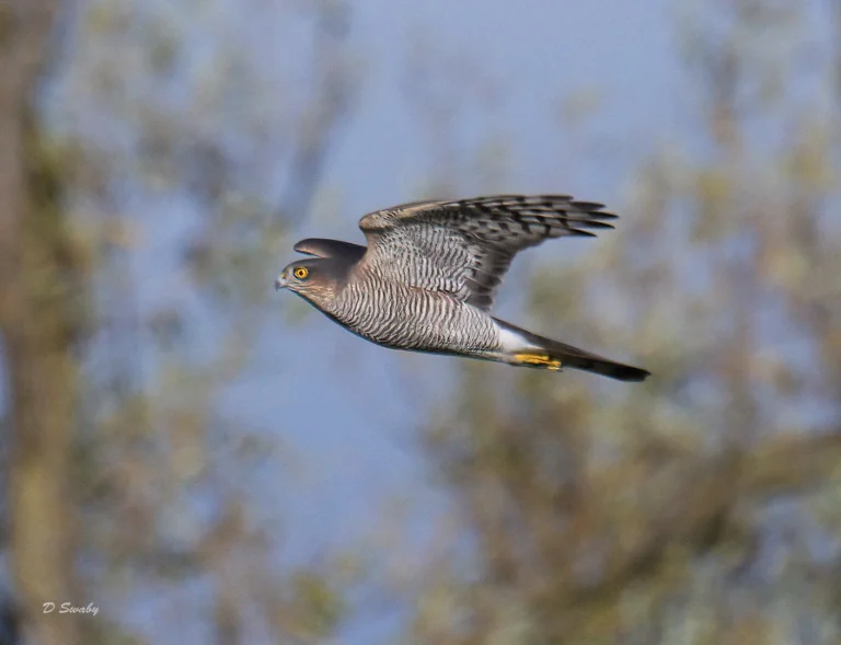 Bird Gallery 2021
