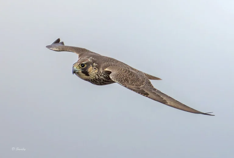 Bird Gallery 2021