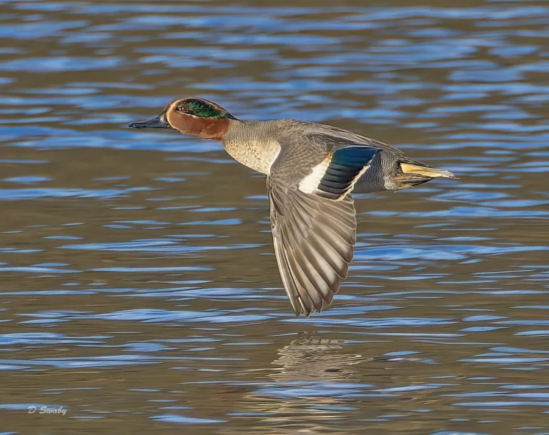 Bird Gallery 2021