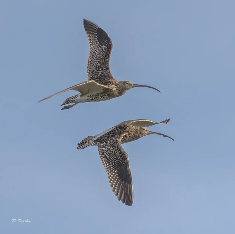 Bird Gallery 2022