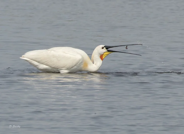 Bird Gallery 2022