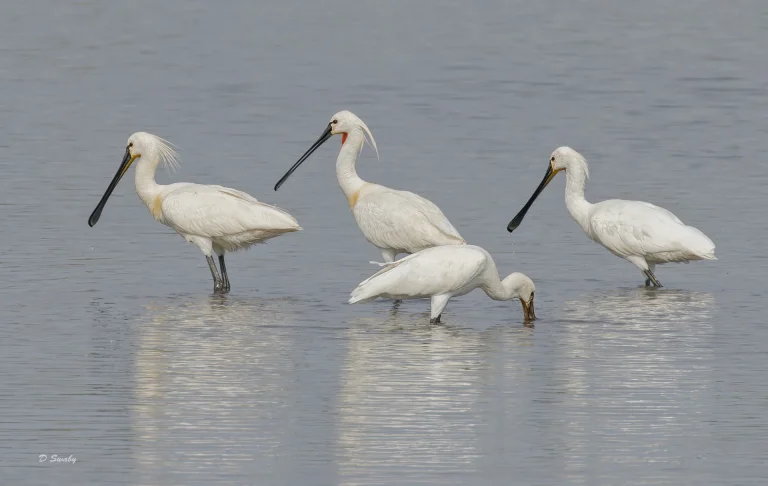 Bird Gallery 2022