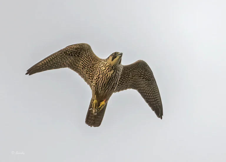 Bird Gallery 2021