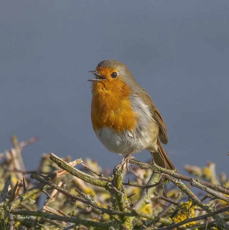 Bird Gallery 2022