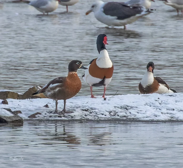 Australian Shelduck