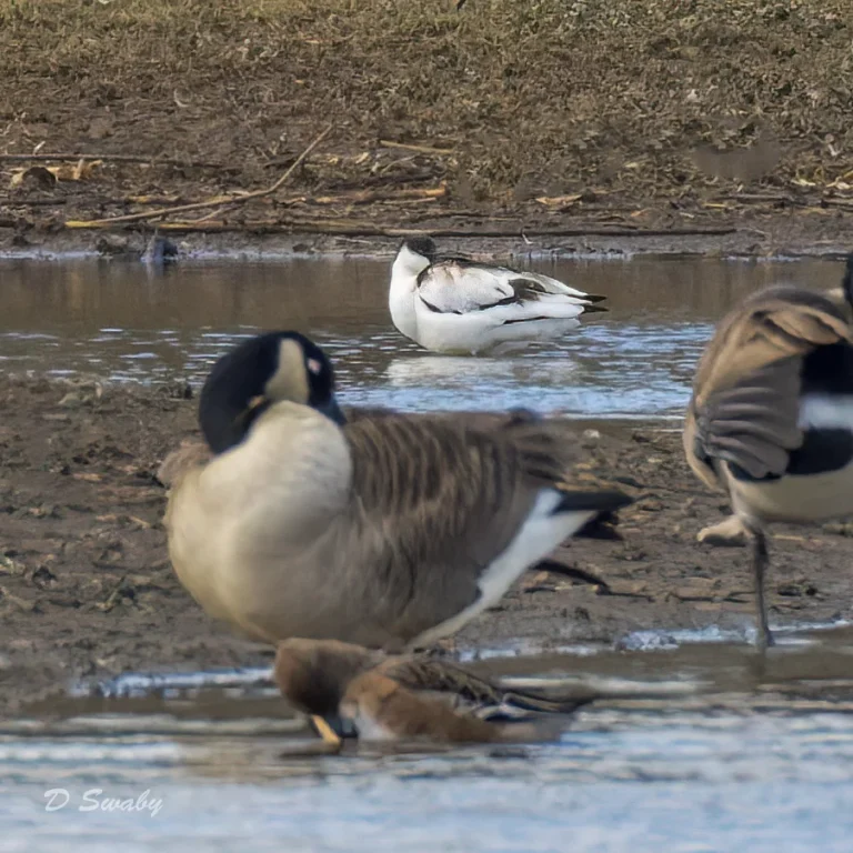 Avocet