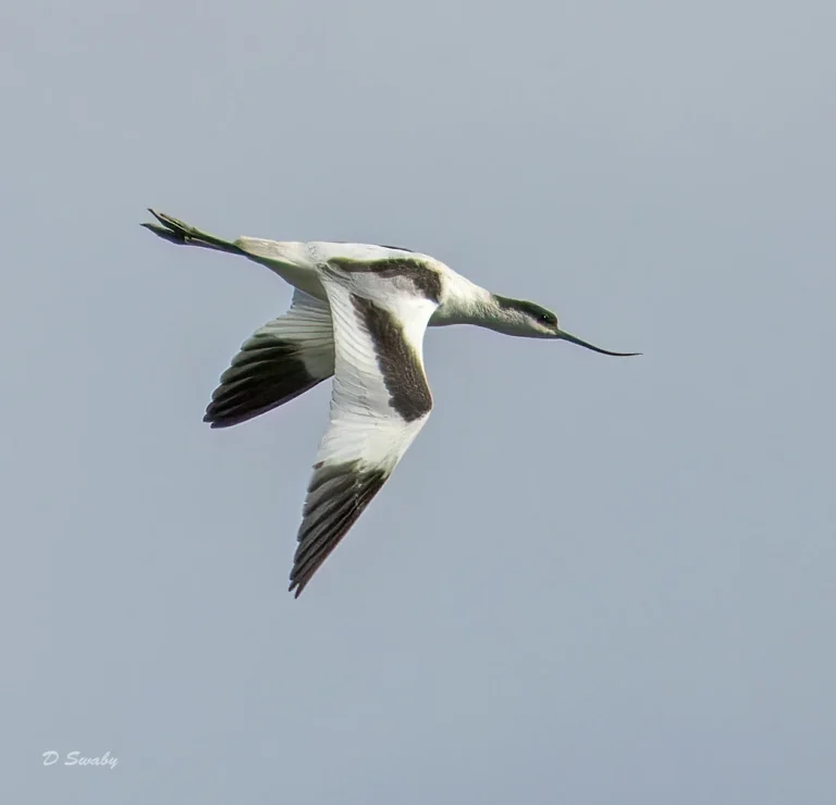Avocet