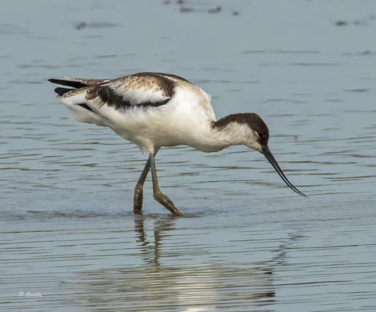 Avocet