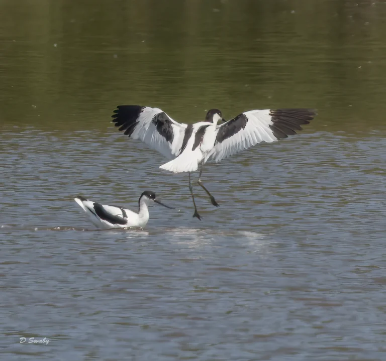 Avocets
